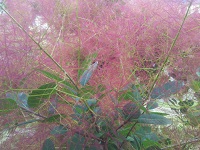 IMG_20180617_181151.jpg
