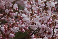 IMG_0550.JPG