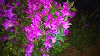 DSC_0002.JPG