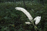 IMG_1392.jpg