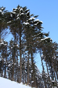 IMG_6521.jpg