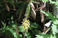 IMG_1417.JPG