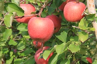 IMG_5996.jpg