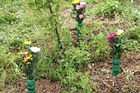 IMG_3380.JPG