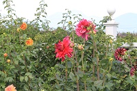 IMG_4873.JPG