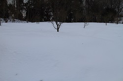 IMG_7185.JPG