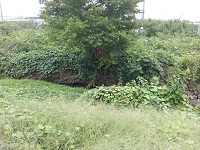 003.jpg