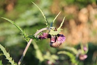 IMG_6842.jpg