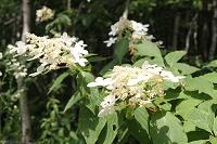 IMG_1622.JPG