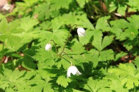 IMG_6168.jpg