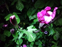 DSC_0021.jpg