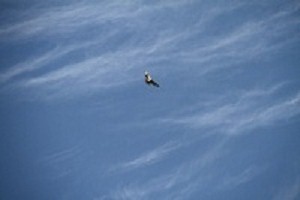 IMG_1936.jpg