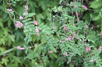 IMG_3829.JPG