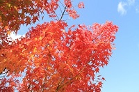 IMG_9596.JPG