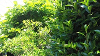 DSC_0023.JPG