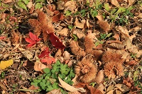 IMG_2204.JPG