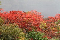 IMG_5329.jpg