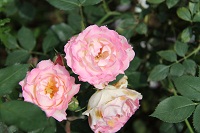IMG_0776.jpg