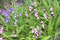 IMG_4126.jpg
