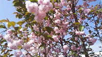 DSC_0019.JPG