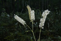 IMG_1399.jpg