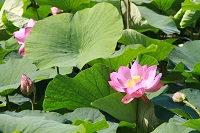 IMG_1282.jpg