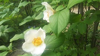 DSC_0016.JPG