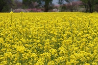 IMG_7676.JPG