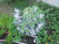 IMG_20140813_184312.jpg
