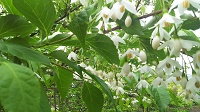 DSC_0012.JPG