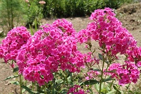 IMG_0499.JPG