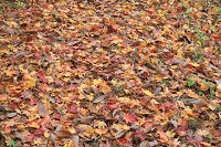 IMG_9363.jpg