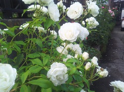 IMG_20180609_183725.jpg