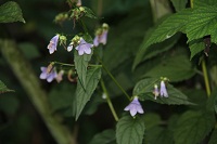 IMG_7172.jpg