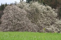 IMG_0727.JPG
