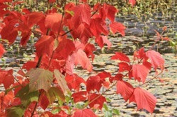 IMG_5179.JPG