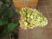 IMG_20170904_164345.jpg
