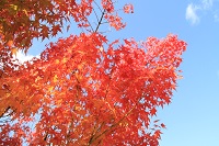 IMG_9595.jpg