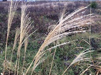 IMG_1206.JPG