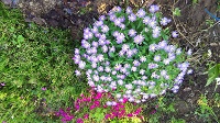 DSC_0010.JPG