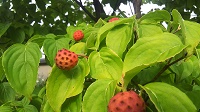 DSC_0066.JPG