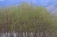 IMG_7270.jpg