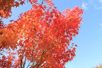 IMG_9594.JPG