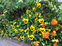 IMG_1571.JPG