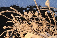 IMG_0666.jpg