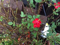 image1.JPG