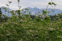 IMG_7601.JPG