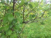 IMG_20180507_164941.jpg