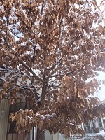 IMG_1233.JPG