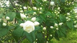 DSC_7612.JPG